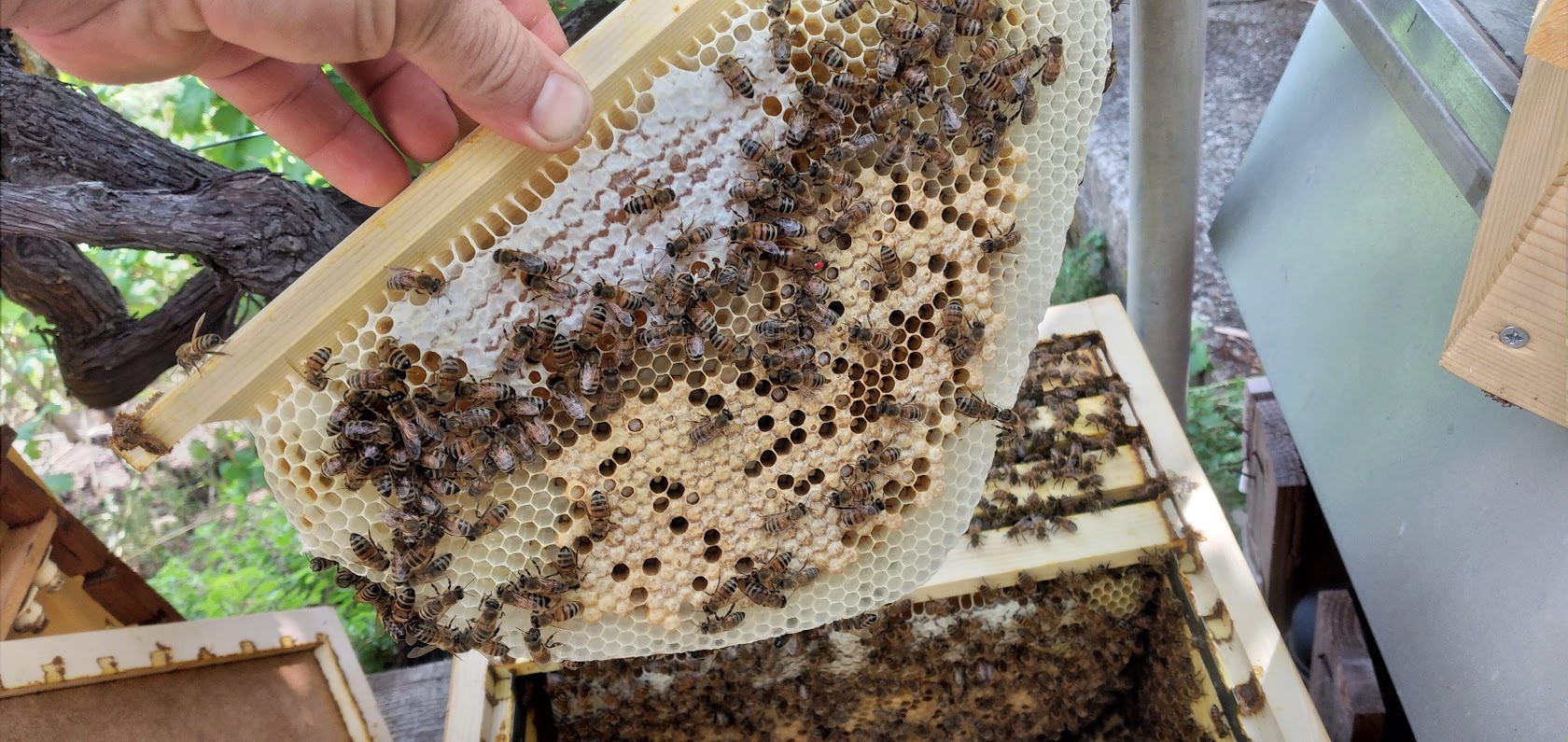 Corso Apicoltura Biodinamica